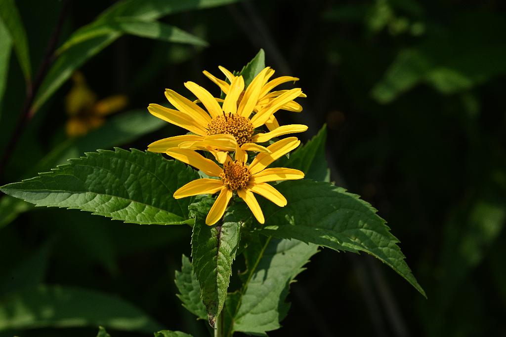 2025-08039844 Tower Hill Botanic Garden, MA.JPG - Jarusalem Artichoke (Helianthus tuberosus).  New England Botanic Garden at Tower Hill, MA, 8-3-2025